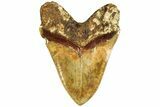Serrated, Fossil Megalodon Tooth - Indonesia #214777-2